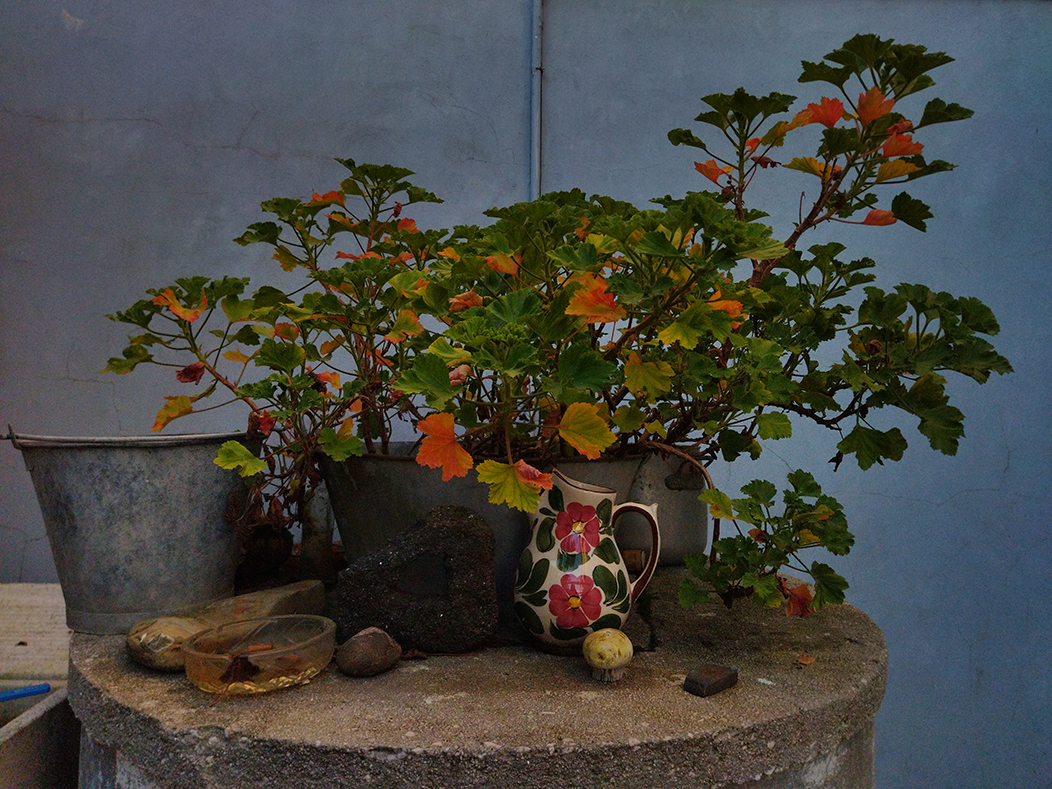 "Natureza viva", fotografía tomada o 29-1-22. Bodegón formado por unha grande mata de xeranio sobre un caldeiro de metal ancho e baixo, outro caldeiro máis alto e estreito, un cinseiro de metal, varias pedras e unha xerra branca con motivos florais, enriba da tapa dun pozo de formigón.