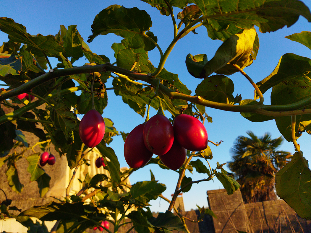 "Froita", fotografía tomada o 29-1-22. Mostra unha pola chea de tomates peruanos maduros, baixo a luz dourada do solpor.